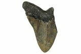 Partial, Fossil Megalodon Tooth - Serrated Blade #338582-1